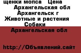 щенки мопса › Цена ­ 15 000 - Архангельская обл., Архангельск г. Животные и растения » Собаки   . Архангельская обл.